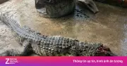 Bắt được cá sấu dài hơn 1 mét trong ao nhà dân tại Cà Mau