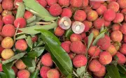 Bất ngờ giá vải tươi năm nay tăng cao chót vót vì sao?