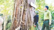Báu vật đỏ giữa đại ngàn: Bảo tồn và phát triển thông đỏ ở Lâm Đồng