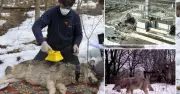 Bầy sói Chernobyl tiến hóa kỳ lạ: Phát hiện gen kháng ung thư