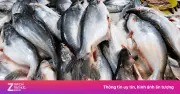 Cá basa: Loài cá ít xương giàu protein, lợi ích sức khỏe và lưu ý khi ăn