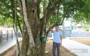 Cụ khế đại thụ hơn 400 năm tuổi ở Nghệ An vẫn xanh tốt, cho nhiều quả