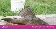 Cá lau kiếng: Loài xâm lấn nguy hiểm, thịt chứa kim loại nặng