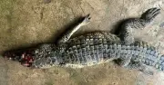 Cà Mau: Bắt thành công cá sấu nặng 9 kg trong ao nhà dân