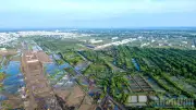 Cà Mau chỉ đạo khắc phục hậu quả môi trường vụ cây trồng, cá nuôi chết hàng loạt