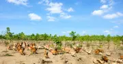 Cà Mau: Chuyển đổi số giúp giảm nghèo thông tin bền vững
