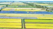Cà Mau chuyển đổi tư duy sản xuất lúa gạo theo hướng thị trường bền vững