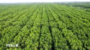 Cà Mau: Hơn 50.000 ha rừng đối diện nguy cơ cháy cao