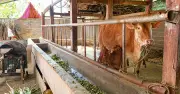 Cà Mau: Truyền thông giảm nghèo thông tin giúp thay đổi nhận thức người dân