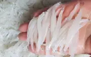 Cá ngần sông Đà – 'Lộc trời' quý hiếm trong ẩm thực Việt