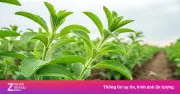 Cỏ ngọt: Vị ngọt lành mạnh, bổ ngang nhân sâm, tốt cho sức khỏe