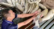 Cá nuôi lồng chết hàng loạt trên sông Lam, thiệt hại gần 9 tấn