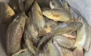 Cá rô đồng từng là cá dân dã, nay thành đặc sản hiếm có