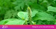 Cỏ xước: Cây thuốc quý mọc dại trong vườn, nhiều người không biết công dụng