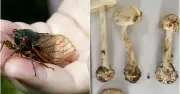 Cục An toàn thực phẩm yêu cầu xử lý khẩn vụ ngộ độc nấm rừng tại Sơn La