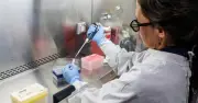CDC Mỹ theo dõi virus hanta trên du khách từ du thuyền MV Hondius