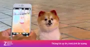 Chú chó 'đại sứ du lịch' Cà Bum gây sốt trên bãi biển Nha Trang