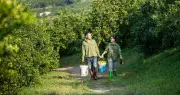 Chủ nhà Hà Nội bỏ phố về quê làm vườn, cho thuê nhà giá rẻ