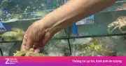 Chủ quán hải sản qua đời vì áp lực sau vụ tố bán bề bề giá cao