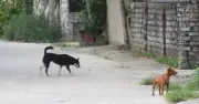 Chó thả rông tấn công 6 người ở Nghệ An, khó xác định chủ nuôi