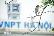 Chim hoàng đả về Hồ Hoàn Kiếm, không gian bình yên giữa thủ đô