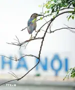 Chim về giữa không gian xanh Hồ Gươm: Khung cảnh nên thơ