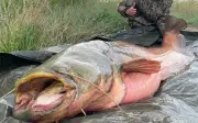 Chàng trai 21 tuổi câu được cá trê khổng lồ nặng 150 kg ở sông Ebro