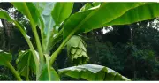 Chuối cô đơn Ninh Thuận: Cây chỉ cho một buồng, hạt giá trăm nghìn