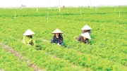 Chuyển đổi số trong hợp tác xã nông nghiệp: Cơ hội và thách thức