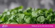 Cải xoong: Loại rau tốt nhất thế giới với điểm dinh dưỡng tuyệt đối