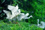 Cồn Chim: Lá phổi xanh giữa đầm Thị Nại, điểm đến sinh thái hấp dẫn