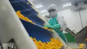 Cần Thơ: Xuất khẩu tăng gần 10% trong quý đầu năm 2026
