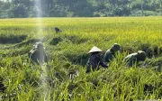 Công an Nghệ An hỗ trợ dân cứu lúa sau thiên tai dông lốc