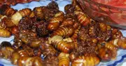 Cảnh báo ngộ độc ve sầu: 9 ca nhập viện trong 1 tháng tại Quảng Trị