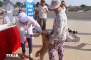 Cảnh báo người dân không tự chữa bệnh dại bằng phương pháp dân gian sau khi bị chó cắn