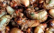 Cảnh báo nguy cơ ngộ độc khi ăn ve sầu tại Quảng Trị