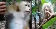 Cảnh tượng xúc động: Kiểm lâm giải cứu khỉ mẹ mắc bẫy, khỉ con lo lắng bên cạnh