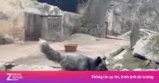 Cáo tuyết Bạch Tuyết ở Thảo Cầm Viên bất ngờ 'đổi trắng thay đen' gây sốt