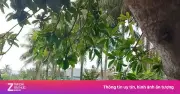 Con trai 37 tuổi tử vong sau xô xát với bố đẻ ở Điện Biên