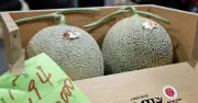 Cặp dưa lưới đặc sản được bán với giá hơn 958 triệu đồng