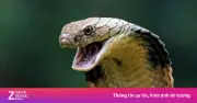 Cứu sống bé trai ngưng thở sau khi bị rắn cắn khi ngồi chơi trong nhà