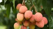 Cuộc thi video quảng bá vải thiều Bắc Ninh với tổng giải thưởng 39 triệu đồng