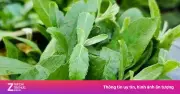 Cây cúc tần: Thảo dược dân gian giúp ngừa ung thư, giảm căng thẳng