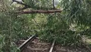 Cây đổ chắn ngang đường sắt, tàu khách SE10 dừng khẩn cấp tại Đồng Nai