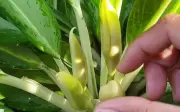 Cây giữ tiền ra hoa có độc không? Ý nghĩa phong thủy bất ngờ