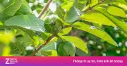 Cây ổi: 'Nhà thuốc mini' từ lá tới quả, dưỡng tim, phòng ung thư