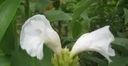 Cây đại: Vị ngọt mát là khắc tinh của sỏi tiết niệu, tiểu đường