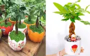 Cây kim ngân hợp mệnh gì? Trồng cây kim ngân để sinh tài lộc, thịnh vượng