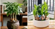 Cây kim tiền và kim ngân: So sánh chi tiết, ý nghĩa phong thủy và cách chọn
