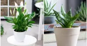 Cây lưỡi hổ và lan ý: So sánh chi tiết cho phòng ngủ